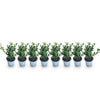 Japanische Stechpalme ‚Caroline Upright' – Ilex crenata – Ansicht 2