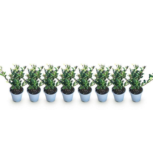 Japanische Stechpalme ‚Caroline Upright' – Ilex crenata – Ansicht 2
