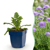 Tauben-Skabiose ‚Butterfly Blue' – Scabiosa columbaria