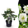 Lenzrose ‚Double Ellen White' – Helleborus orientalis – Weiß