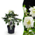 Lenzrose ‚Double Ellen White' – Helleborus orientalis – Weiß