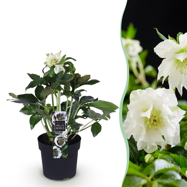 Lenzrose ‚Double Ellen White' – Helleborus orientalis – Weiß