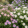 Aster Tricolour – Ansicht 5