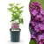 Gemeiner Flieder ‚Ludwig Späth' – Syringa vulgaris