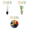 Obst-Set „Regenbogen" – Rote Johannisbeere, Gelbe Himbeere, Schwarze Brombeere, Heidelbeere – Ansicht 9