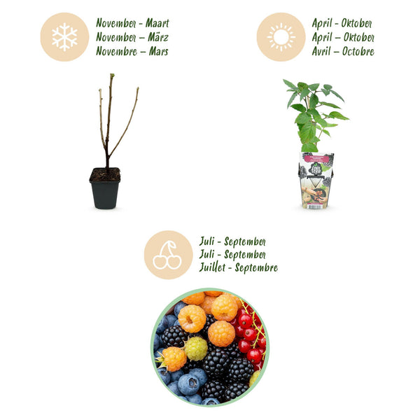 Obst-Set „Regenbogen" – Rote Johannisbeere, Gelbe Himbeere, Schwarze Brombeere, Heidelbeere – Ansicht 9