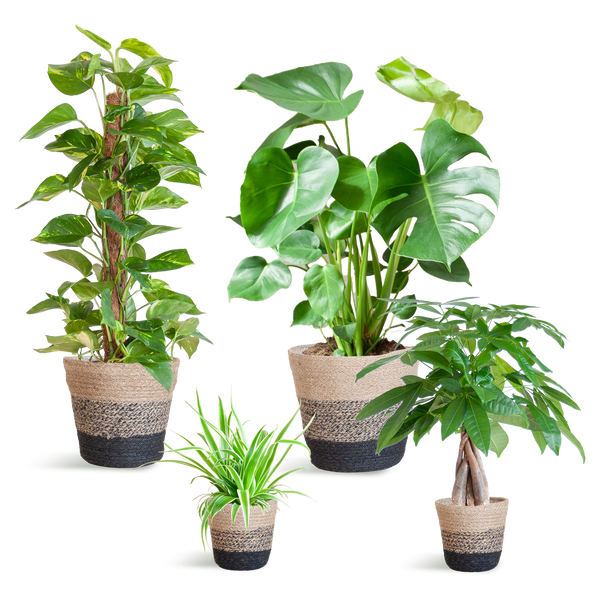 4x Pflegeleichte Zimmerpflanzen – Grünlilie, Glückskastanie, Efeutute & Monstera – ↕ 25–80 cm – Ø 12–21 cm | inkl. Jute-Korb Lissabon Schwarz