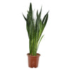 Bogenhanf – Sansevieria zeylanica