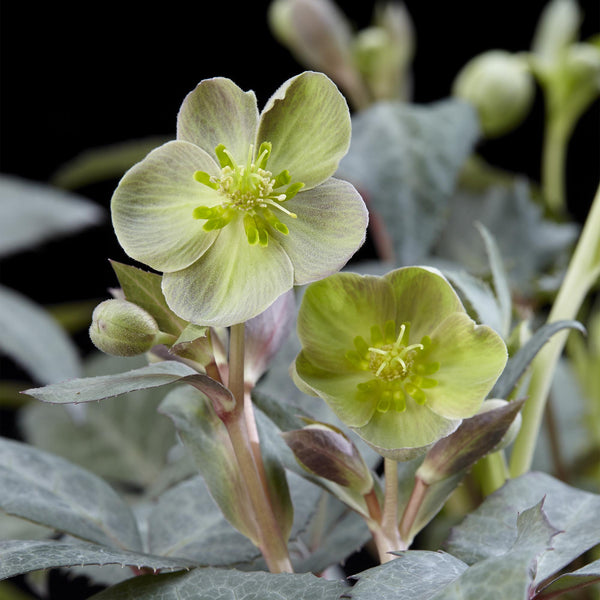 Lenzrose ‚Silver Dollar' – Helleborus sternii – Ansicht 4