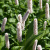 Wiesenknöterich ‚Superba' – Persicaria bistorta – Ansicht 7