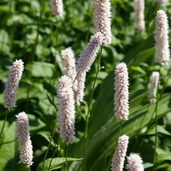 Wiesenknöterich ‚Superba' – Persicaria bistorta – Ansicht 7