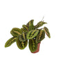Pfeilwurz ‚Fascinator' – Maranta leuconeura