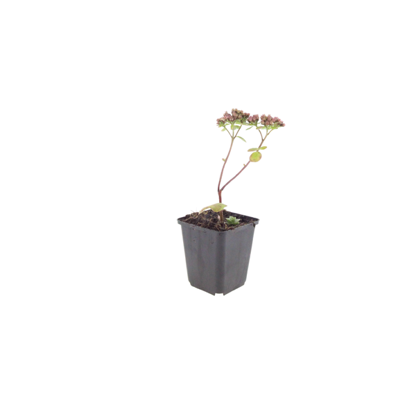 Fetthenne ‚Matrona' – Sedum – Ansicht 2
