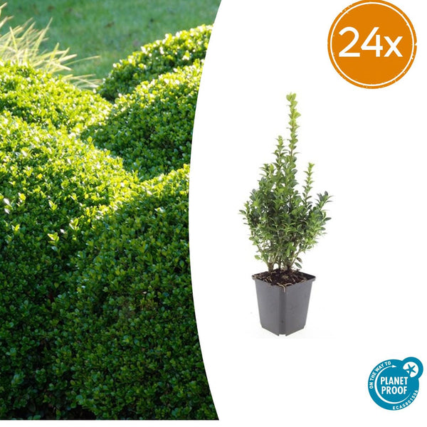 Buchsbaum – Buxus sempervirens