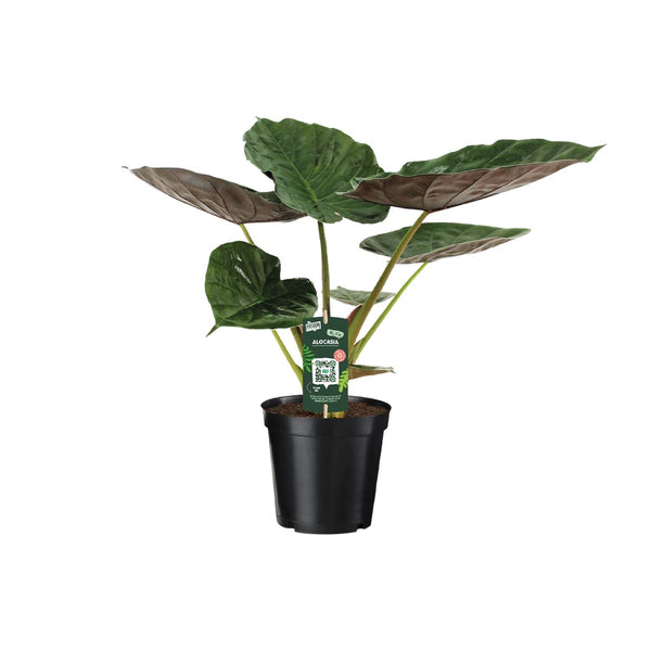Alocasia wentii – Ø 19 cm · 70 cm, 1 Stück