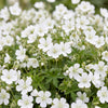 Blut-Storchschnabel ‚Album' – Geranium sanguineum – Ansicht 5