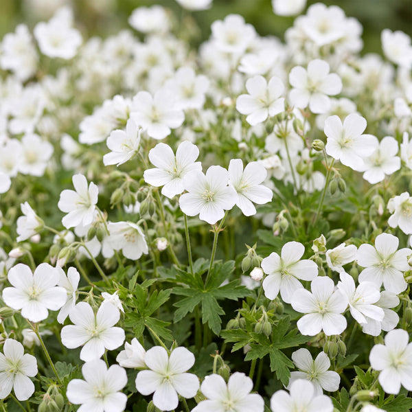 Blut-Storchschnabel ‚Album' – Geranium sanguineum – Ansicht 5