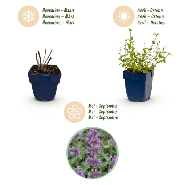 Katzenminze ‚Grog' – Nepeta racemosa – Ansicht 3