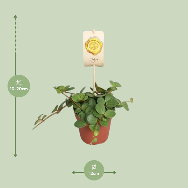 Zwergpfeffer ‚Hope' – Peperomia – Ansicht 2