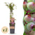 Heidelbeere ‚Pink Lemonade' – Vaccinium corymbosum