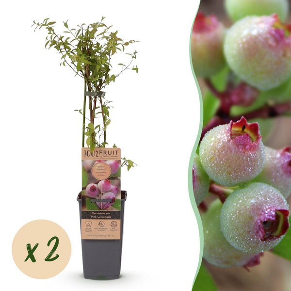 Heidelbeere ‚Pink Lemonade' – Vaccinium corymbosum