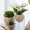 Peperomia ferreyrae ‚Happy Bean' – Ansicht 8