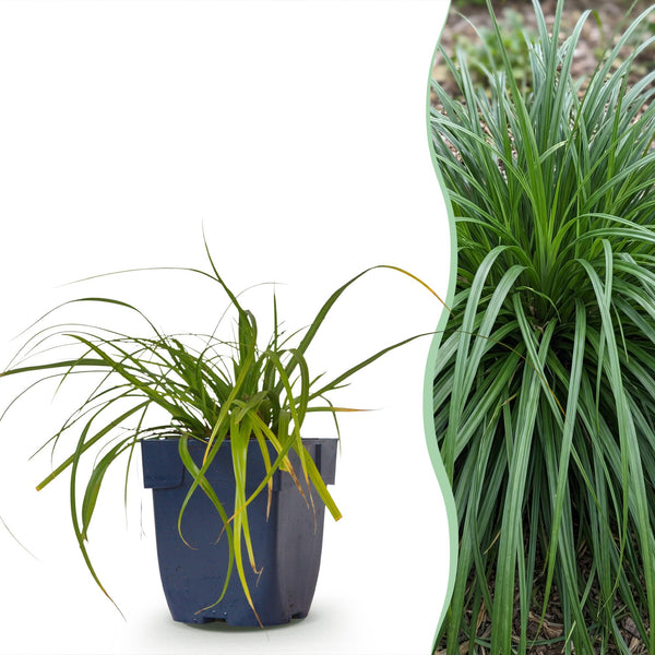 Japan-Segge ‚Evergreen' – Carex oshimensis