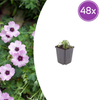 Aschgrauer Storchschnabel ‚Ballerina' – Geranium cinereum