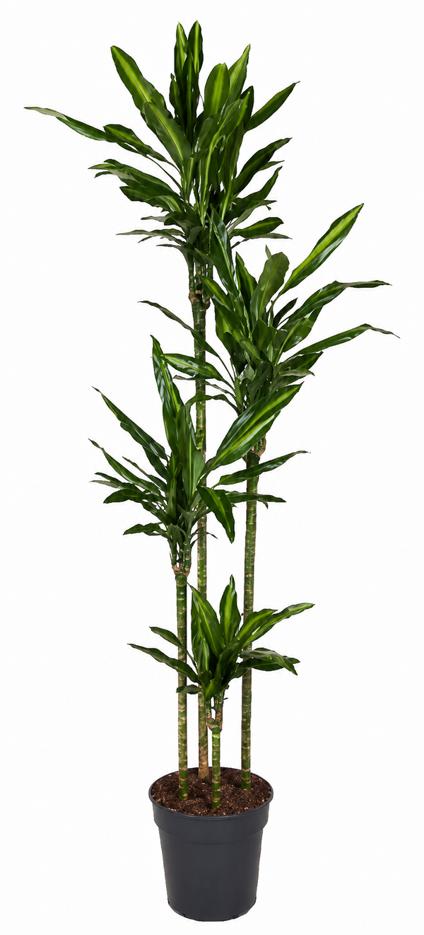 Drachenbaum ‚Cintho' – Dracaena
