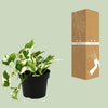 Efeutute ‚N'Joy' – Epipremnum aureum – Ansicht 3