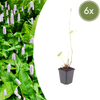 Kerzenknöterich ‚Alba' – Persicaria amplexicaulis – Ø 9 cm · 10–25 cm, 6 Stück