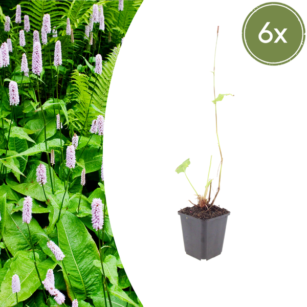 Kerzenknöterich ‚Alba' – Persicaria amplexicaulis – Ø 9 cm · 10–25 cm, 6 Stück