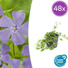 Kleines Immergrün ‚La Grave' – Vinca minor