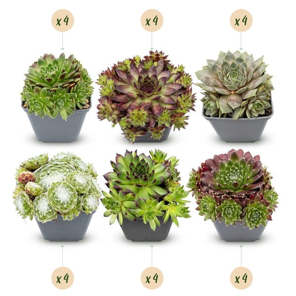 Hauswurz ‚Big Sam' – Sempervivum