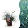 Blauschwingel ‚Intense Blue' – Festuca glauca – 1 Stück