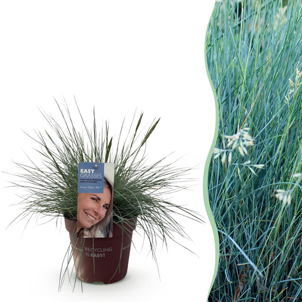 Blauschwingel ‚Intense Blue' – Festuca glauca – 1 Stück