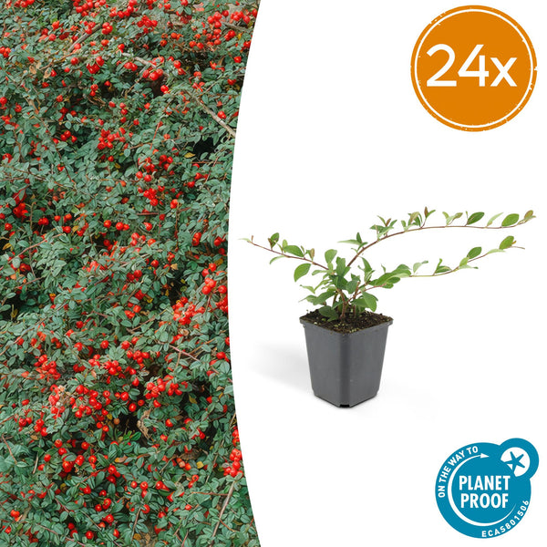 Kriechmispel – Cotoneaster dammeri