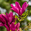 Magnolie ‚Susan' – Magnolia – Ansicht 5