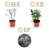 Schmetterlingsstrauch ‚Butterfly Candy Little Lila' – Buddleja davidii – Ansicht 4