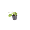 Kaukasus-Vergissmeinnicht – Brunnera macrophylla – Ansicht 2