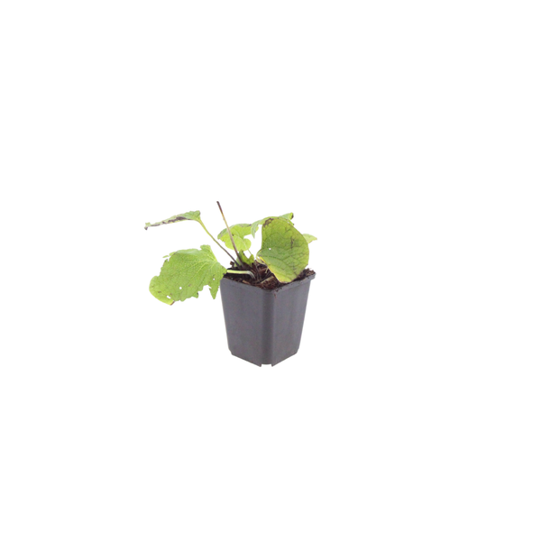 Kaukasus-Vergissmeinnicht – Brunnera macrophylla – Ansicht 2