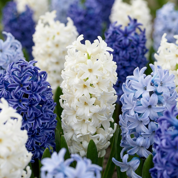 Hyazinthe ‚Blue Water Mix' – Hyacinthus orientalis