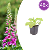 Roter Fingerhut – Digitalis purpurea