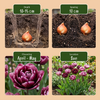 Tulpe ‚Sweet Desire Mix' – Tulipa – Ansicht 4