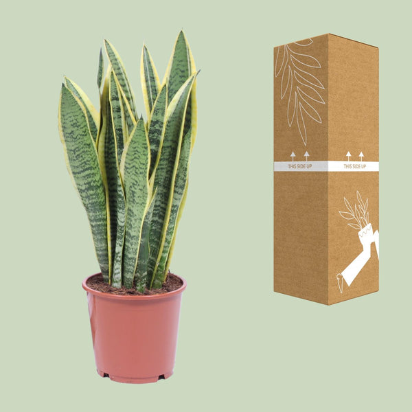Bogenhanf ‚Laurentii' – Sansevieria trifasciata – Ansicht 3