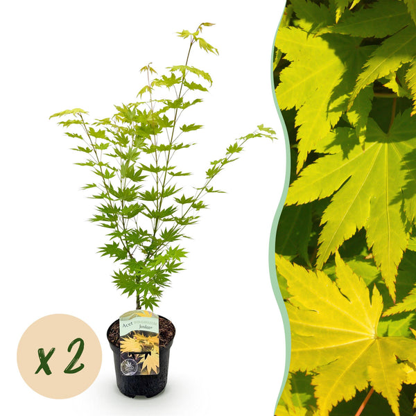 Japanischer Ahorn ‚Jordan' – Acer palmatum