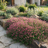 Kriech-Thymian ‚Red Carpet' – Thymus praecox – Ansicht 6