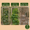 Chinesischer Wilder Wein – Parthenocissus henryana – Ansicht 4