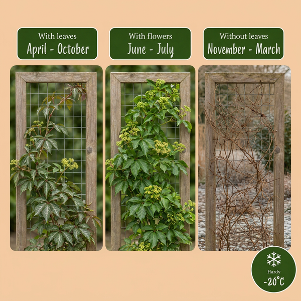Chinesischer Wilder Wein – Parthenocissus henryana – Ansicht 4