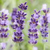 Lavendel ‚Hidcote' – Lavandula angustifolia – Ansicht 6